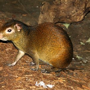 red-rumped agouti (Dasyprocta leporina aguti) 2010