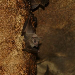 long-haired rousette (Rousettus lanosus) 2010