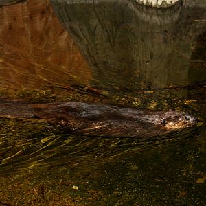 North American beaver (Castor canadensis) 2010