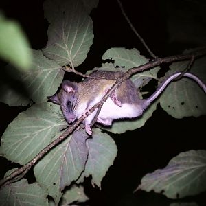 Anderson's niviventer