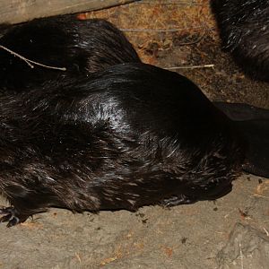 North American beaver (Castor canadensis) 2010