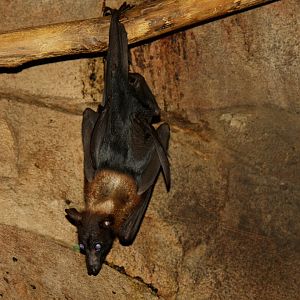 Indian flying fox (Pteropus giganteus) 2010