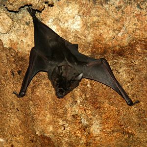 greater spear-nosed bat (Phyllostomus hastatus) 2010