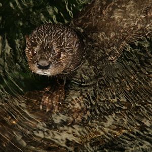 spotted-necked otter (Hydrictis maculicollis) 2010
