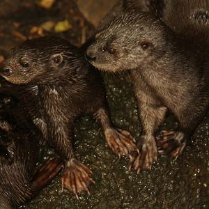 spotted-necked otter (Hydrictis maculicollis) 2010