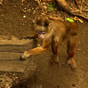 white-fronted capuchin (Cebus albifrons) 2010