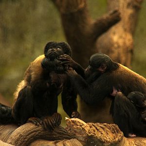 Red-backed bearded saki (Chiropotes chiropotes) 2010
