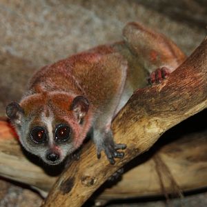 pygmy slow loris (Nycticebus pygmaeus) 2010