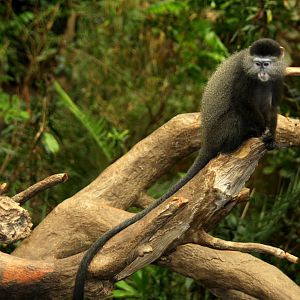 Stuhlmann's Blue Monkey (Cercopithecus mitis stuhlmanni) 2010