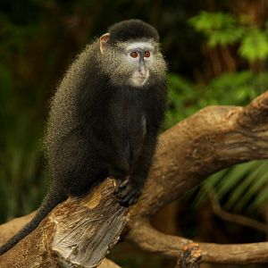 Stuhlmann's Blue Monkey (Cercopithecus mitis stuhlmanni) 2010
