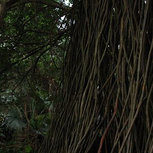 inside the Lied Jungle 2010