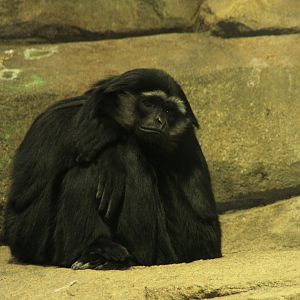 agile gibbon (Hylobates agilis) 2010
