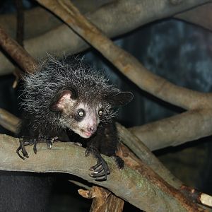 aye-aye (Daubentonia madagascariensis) 2010