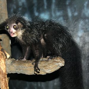 aye-aye (Daubentonia madagascariensis) 2010