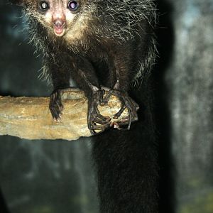 aye-aye (Daubentonia madagascariensis) 2010