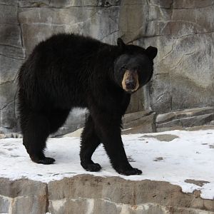American black bear (Ursus americanus) in the snow 2010