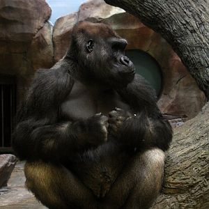 western gorilla (Gorilla gorilla) 2010