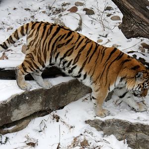 Siberian tiger (Panthera tigris tigris) in the snow 2010
