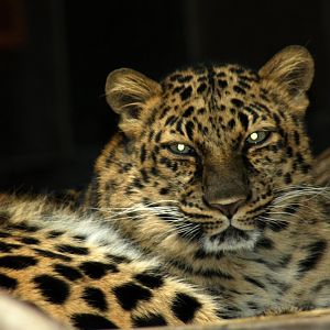 Amur leopard (Panthera pardus orientalis) 2010