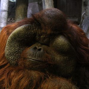 Bornean orangutan (Pongo pygmaeus) 2010