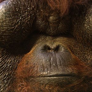 Bornean orangutan (Pongo pygmaeus) 2010