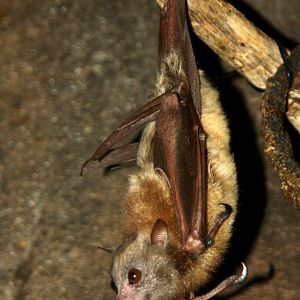 little golden-mantled flying fox (Pteropus pumilus)