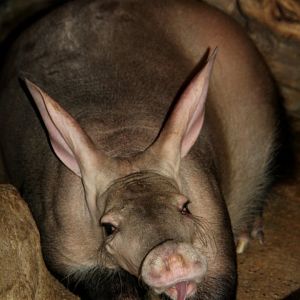aardvark (Orycteropus afer) 2010