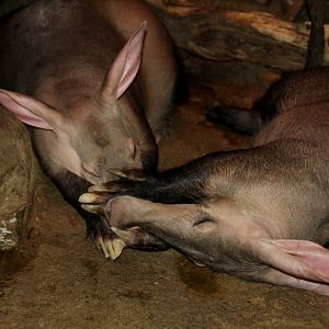 aardvark (Orycteropus afer) 2010