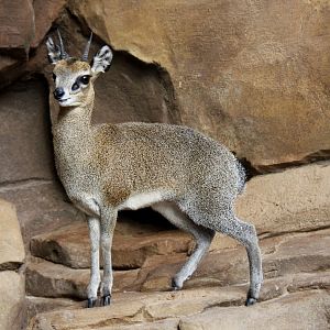 Stevenson's Klipspringer (Oreotragus oreotragus stevensoni) 2010