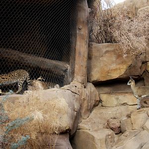 Predator and Prey:  serval (Leptailurus serval) & Stevenson's Klipspringer (Oreotragus oreotragus stevensoni) 2010