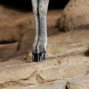 Stevenson's Klipspringer (Oreotragus oreotragus stevensoni) 2010