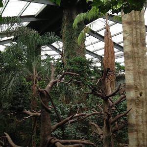 Inside the Lied Jungle 2013