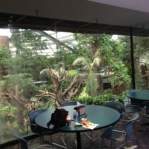 My breakfast view of the Lied Jungle 2013