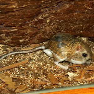 desert kangaroo rat (Dipodomys deserti) 2013