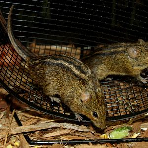 four-striped grass mouse or four-striped grass rat (Rhabdomys pumilio) 2013