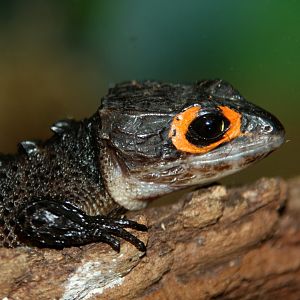 red-eyed bush crocodile skink (Tribolonotus gracilis) 2013