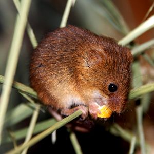 harvest mouse (Micromys minutus) 2013