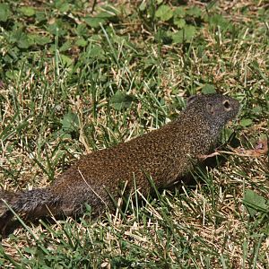 Franklin's ground squirrel (Poliocitellus franklinii) 2013