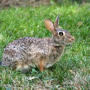 sp ID? Eastern Cottontail (Sylvilagus floridanus mearsni) 2013