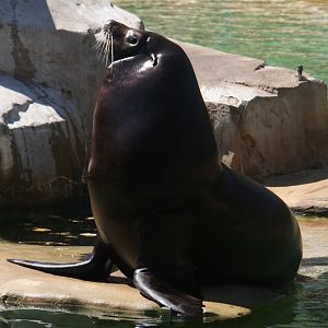 California sea lion (Zalophus californianus) 2013