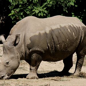 white rhinoceros or square-lipped rhinoceros (Ceratotherium simum) 2013