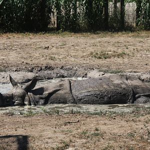 Indian rhinoceros (Rhinoceros unicornis) 2013