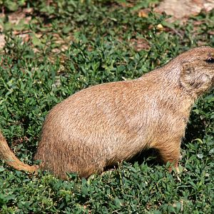 black-tailed prairie dog (Cynomys ludovicianus) 2013