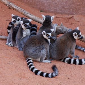 ring-tailed lemur (Lemur catta) 2013