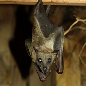 straw-coloured fruit bat (Eidolon helvum) 2013