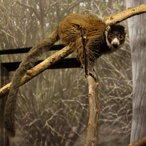 mongoose lemur (Eulemur mongoz) 2013