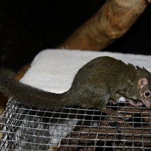 northern treeshrew (Tupaia belangeri) 2013