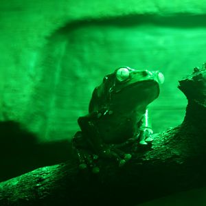 frog species id? 2013