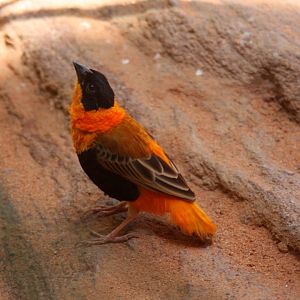 bird species id? 2013