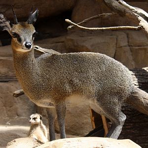 Stevenson's Klipspringer (Oreotragus oreotragus stevensoni) 2013